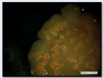 Extended Biostability of Potable Water Through Sustainable Non-Chemical Treatment