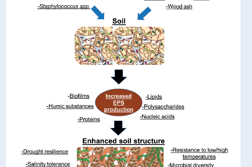 EPS-based solutions to increase soil structure and resilience to drought