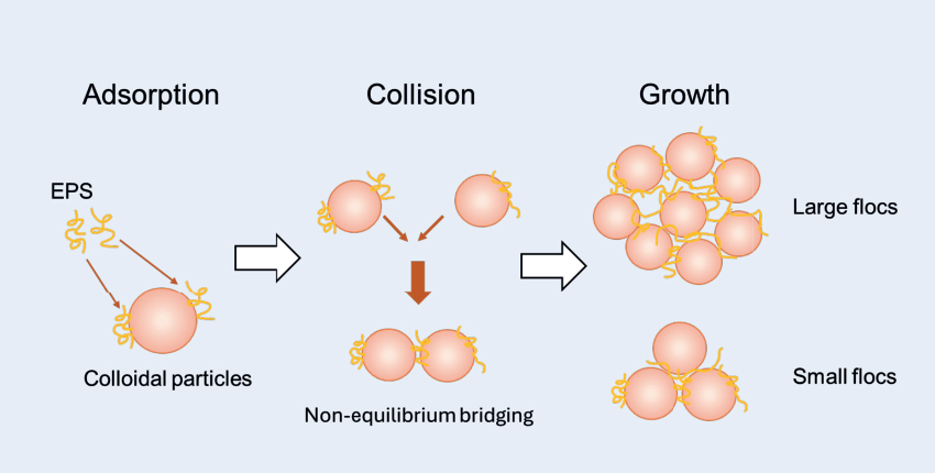 Engineering Natural Bioflocculants: Production, Application, and Mechanisms