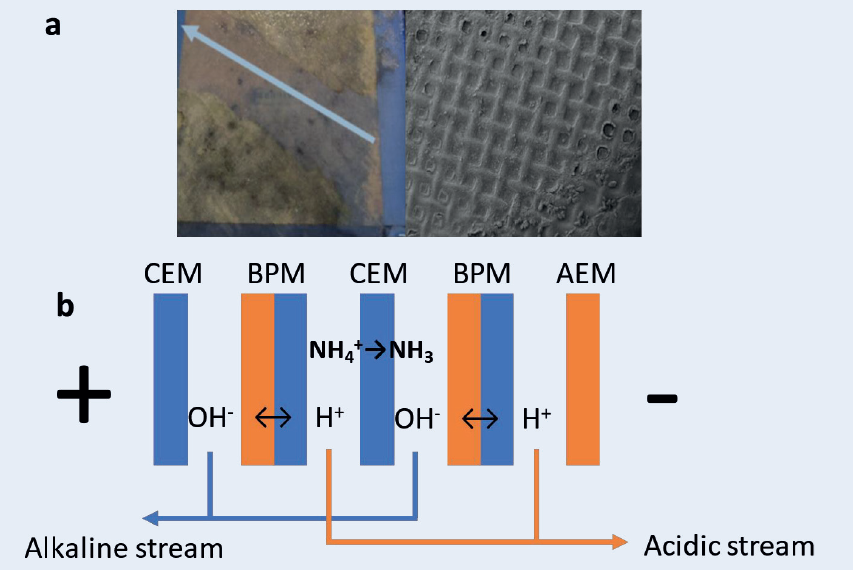 Electrochemical nutrient recovery improvement and scaling prevention